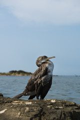 cormorano sullo scoglio