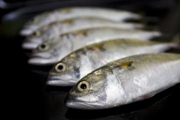 A group of mackerel on black background, Bangkok Thailand
