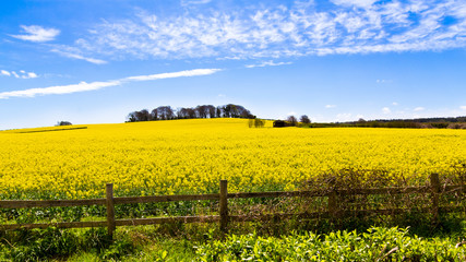 Rape Field