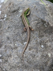 Zauneidechse auf Stein