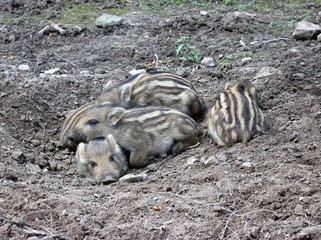 Schlafende Frischlinge im Kessel