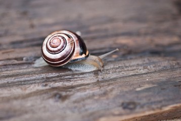 Schnecke nach dem Regen auf altem Holzbrett, Niedersachsen, Deutschland, Europa