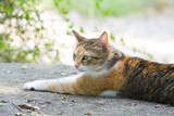 ginger cat lying on the ground