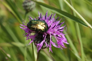 Rosenkäfer auf Wiesen-Flockenblume