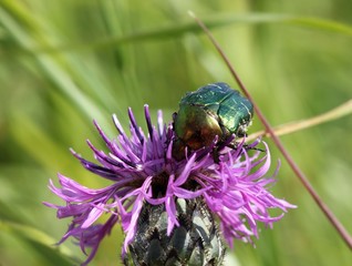 Rosenkäfer auf Wiesen-Flockenblume
