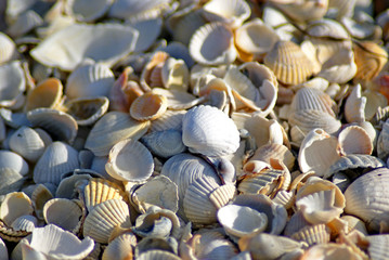 Shells on the Sea of ​​Azov. Coast. Beach