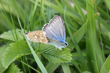 Paarung des Silbergrünen Bläulings (Polyommatus coridon)