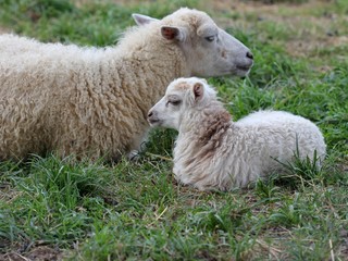 Skuddenschaf mit Lamm