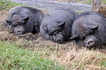 Drei schlafende Hängebauchschweine