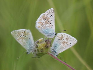 Drei Silbergrüne Bläulinge (Polyommatus coridon)