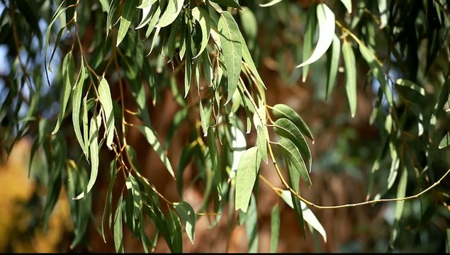 Eucalyptus leaves over blured tree background