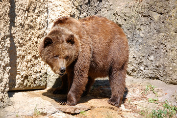 Brown Bear Standing Full Size