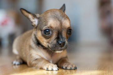 little red sable chihuahua puppy  lying on  floor close-up