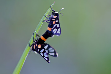 Butterfly Hybridize