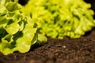 Fresh Lettuce in the Garden (side view)