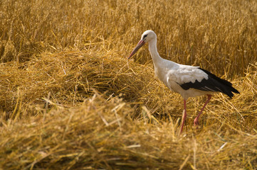 white stork