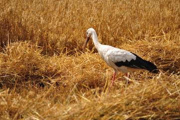 white stork