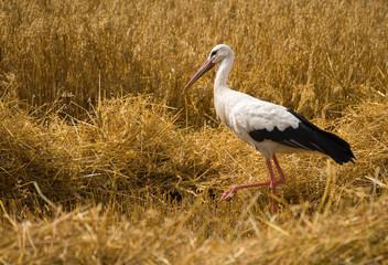 white stork
