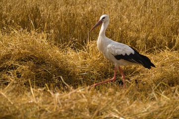 white stork
