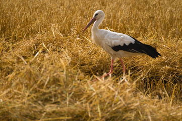white stork