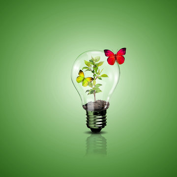 Electric light bulb and a plant inside it