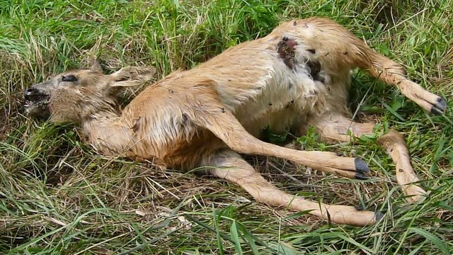 deer dead wild