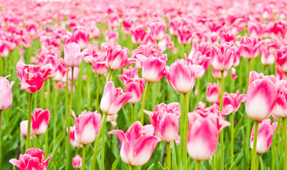 beautiful tulips field in spring time