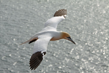 Basstölpel am Vogelfelsen auf Helgoland