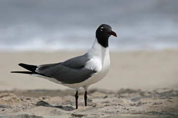 black headed seagull