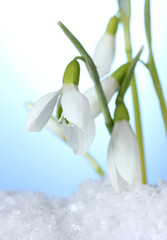 beautiful snowdrops in snow on blue background