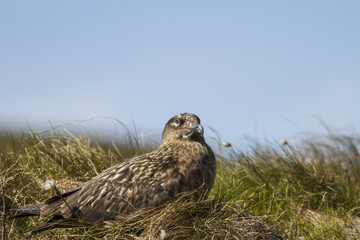 Wildlife: Skua, Raubmöwe