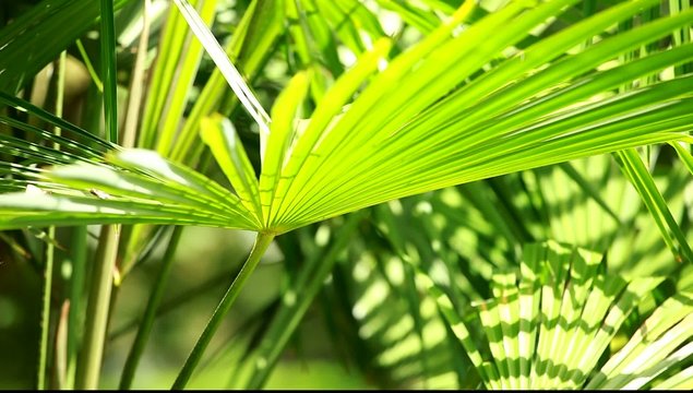 Green and bright palm leaves in the wind