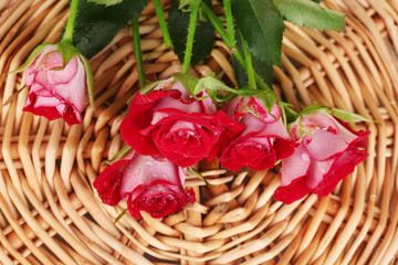 Fototapeta na wymiar Beautiful vinous roses on wicker mat close-up