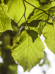 green birch leaves at the tree