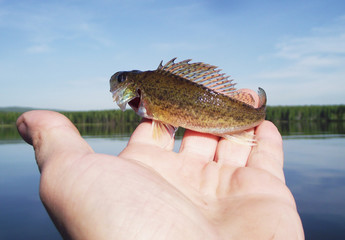 Eurasian Ruffe