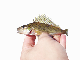 Eurasian Ruffe