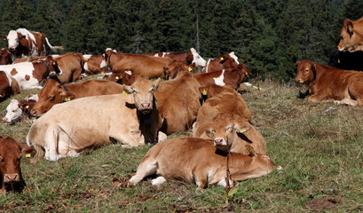 Vaches, Franche-Comté