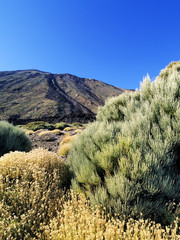 Teide National Park, Tenerife, Canary Islands, Spain