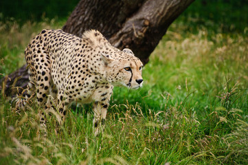 Cheetah Acinonyx Jubatus Big Cat