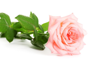 Pink rose isolated on white.