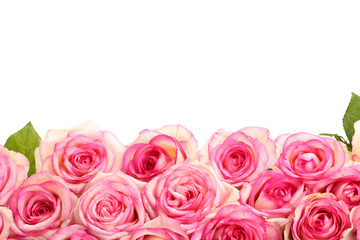 beautiful bouquet of pink roses isolated on white
