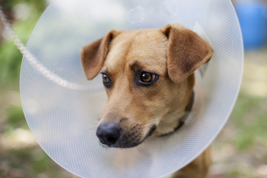 sad pet suffering in cone