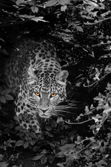 Obrazy na Szkle  Piękny leopard Panthera Pardus duży kot wśród liści