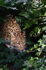 Fototapeta na wymiar Piękna Panthera Pardus leopard cat big wśród liści