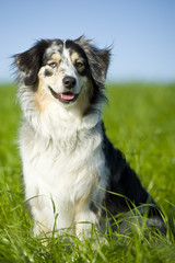 Australian Shepherd