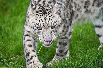 Beautiful portrait of Snow Leopard Panthera Uncia big cat