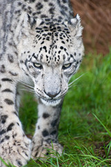 Fototapeta na wymiar Piękny portret Snow Leopard Panthera Uncia wielkiego kota