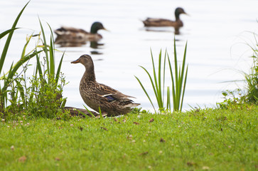 Ducks swimming in the river