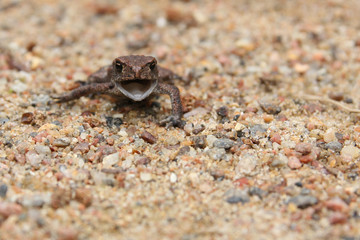 small frog on the sand