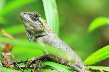 Lizard Thailand discover